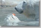polar bear * 720 x 480 * (83KB)